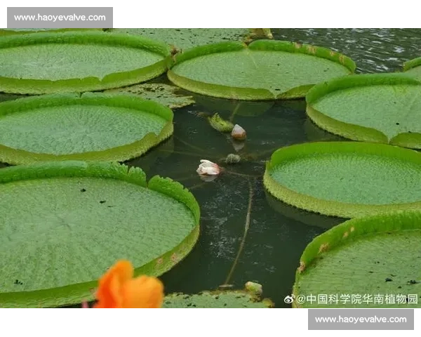 亚马孙王莲：黑夜绽放的 “善变花王”